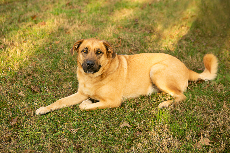 handsome Mastiff mix, ©Mandy Whitley Photography, Nashville dog photographer