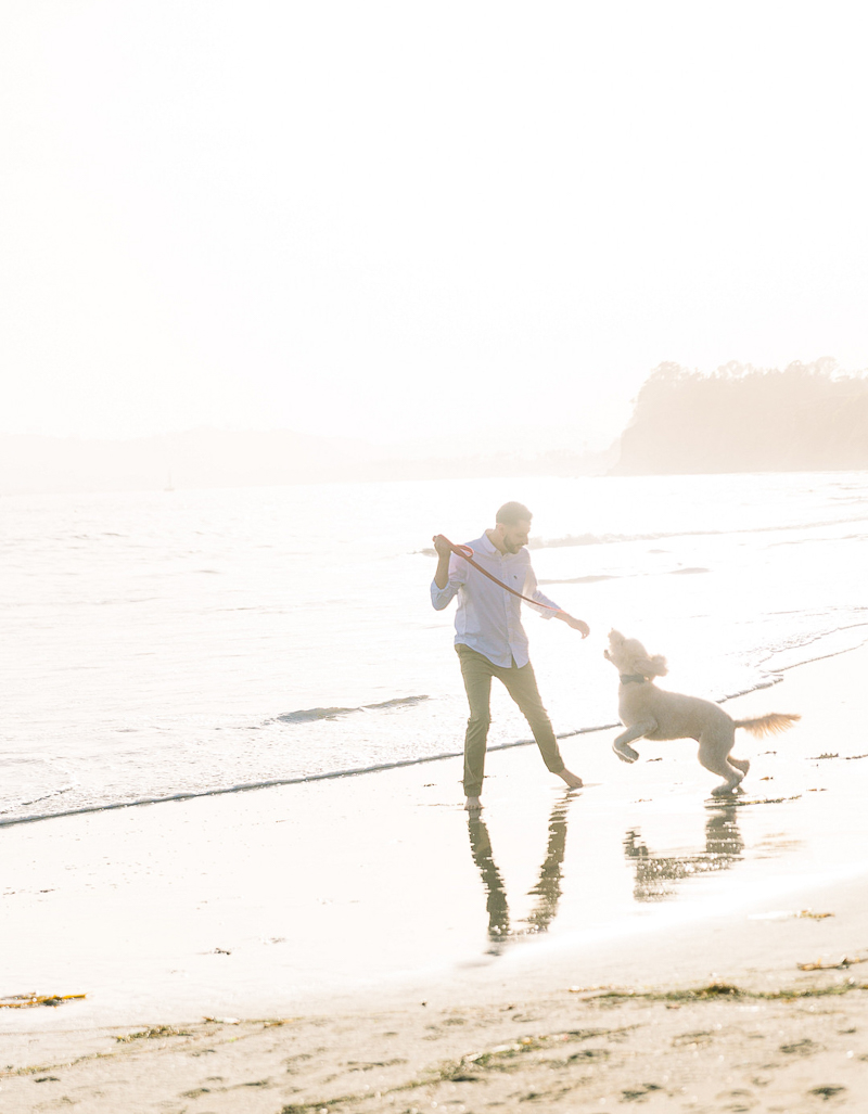 man playing with his Goldendoodle on Santa Barbara beach | © Fig + Willows Studio
