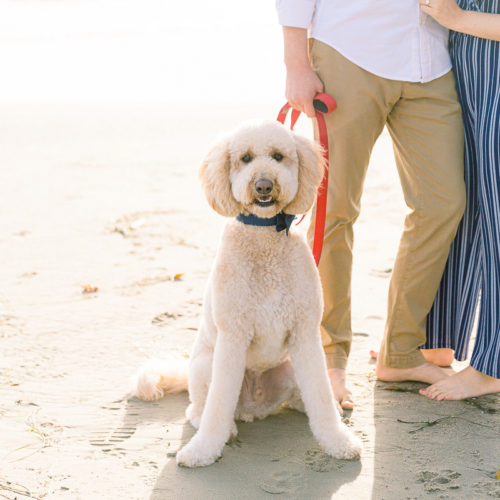 Dog-friendly Engagement Session | Butterfly Beach