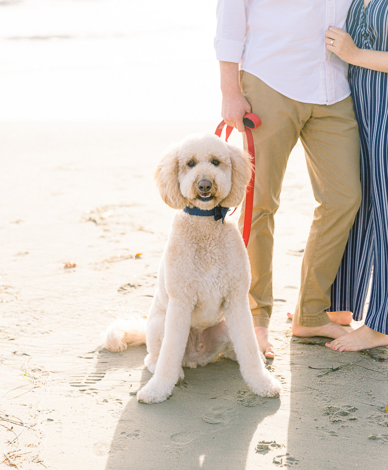 dog-friendly engagement session, dog on sand | © Fig + Willows Studio