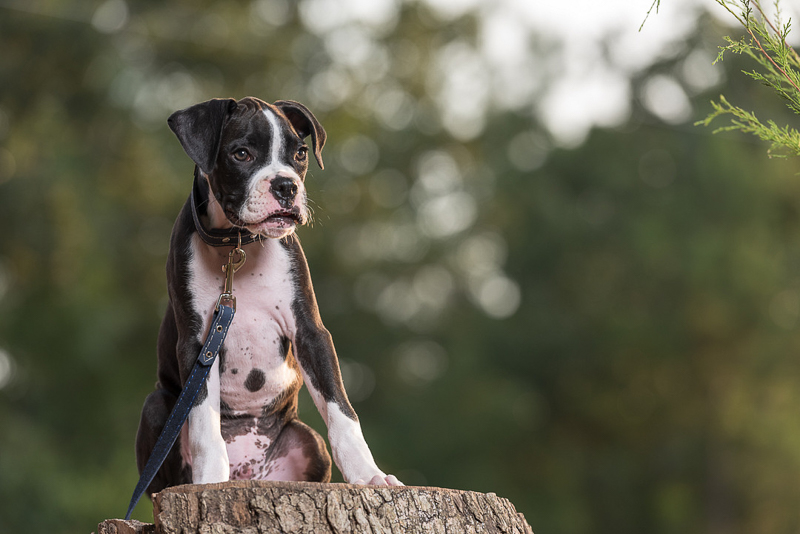 adorable black and white Boxer puppy, Houston pet photographer | ©Melonhead Photography