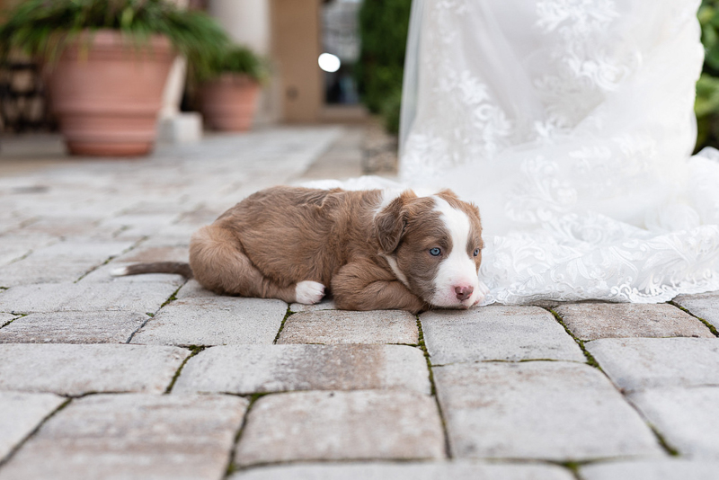cute young puppy resting on bride's dress | ©Ryan Smith Photography