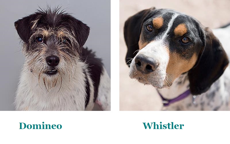 adoptable dogs Best Friends Animal Sanctuary