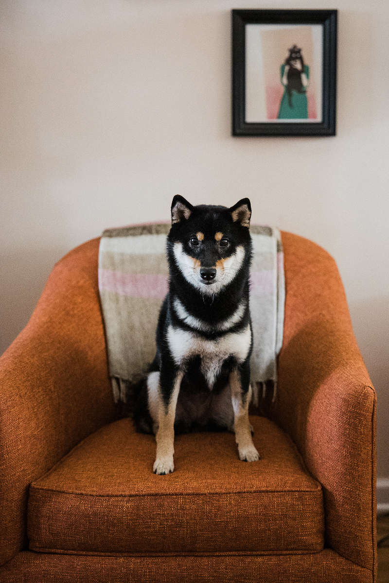 adorable Shiba Inu sitting in chair, lifestyle pet photography | ©Here Today Photography