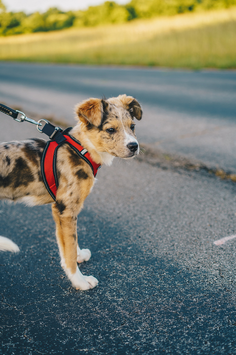 adorable puppy in red harness | ©Heck Designs & Photography 