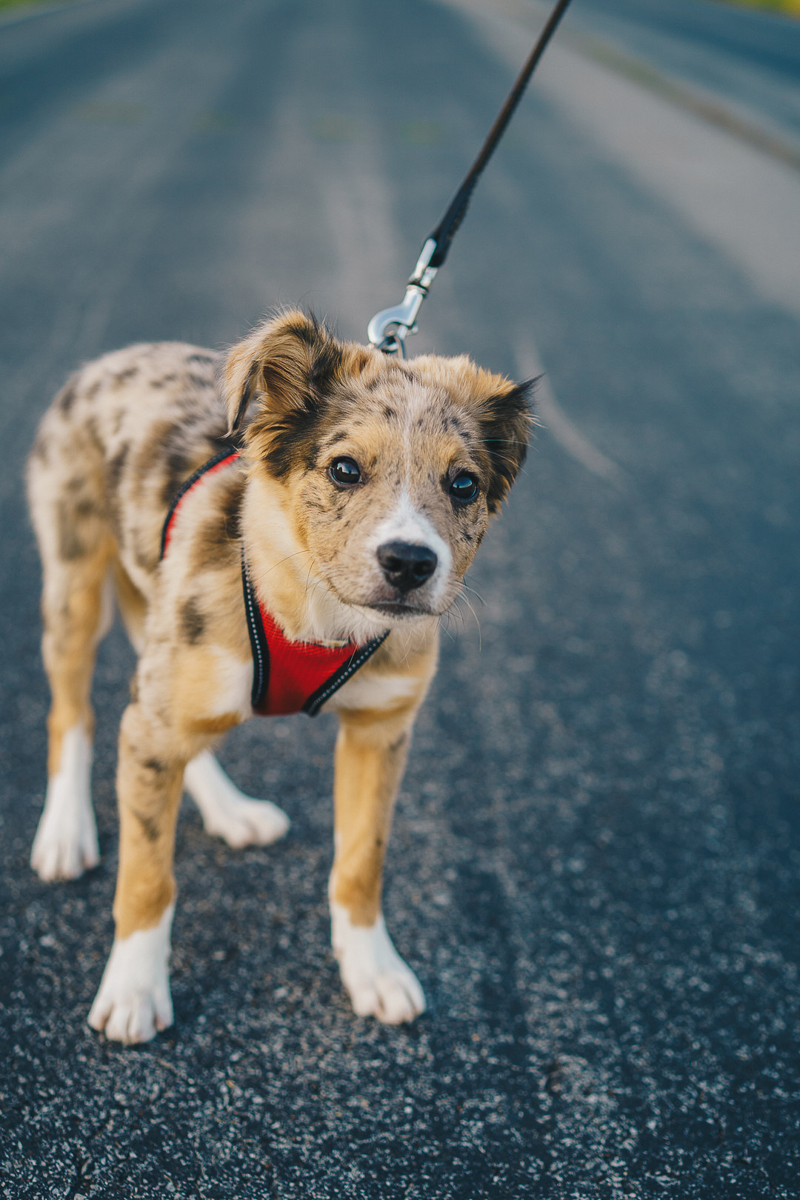 cute shepherd pup wearing red harness | ©Heck Designs & Photography 