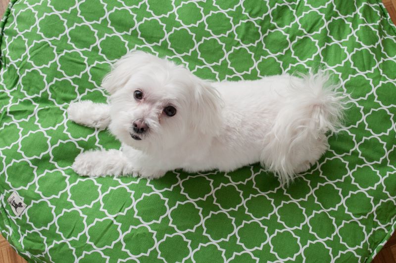 Maltese on green bed, lifestyle dog photography