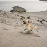 Dog-friendly Photo Session | Cabo de Gata, Spain