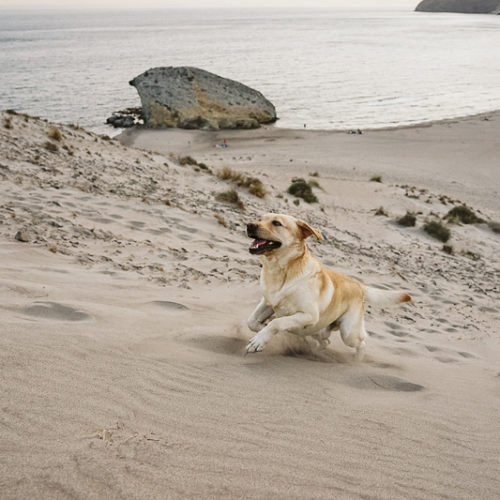 Dog-friendly Photo Session | Cabo de Gata, Spain