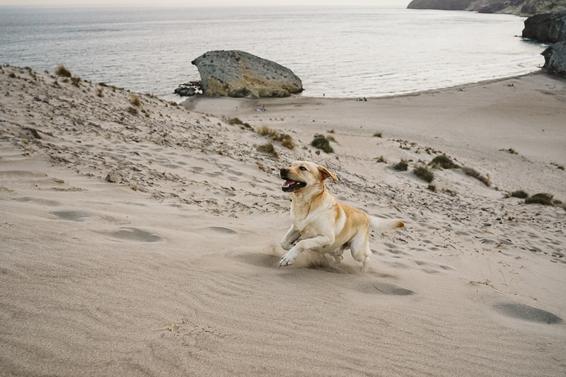 happy dog running up the dunes, lifestyle photography with dog | Cabo de Gata, Spain |©Blancorazon Weddings