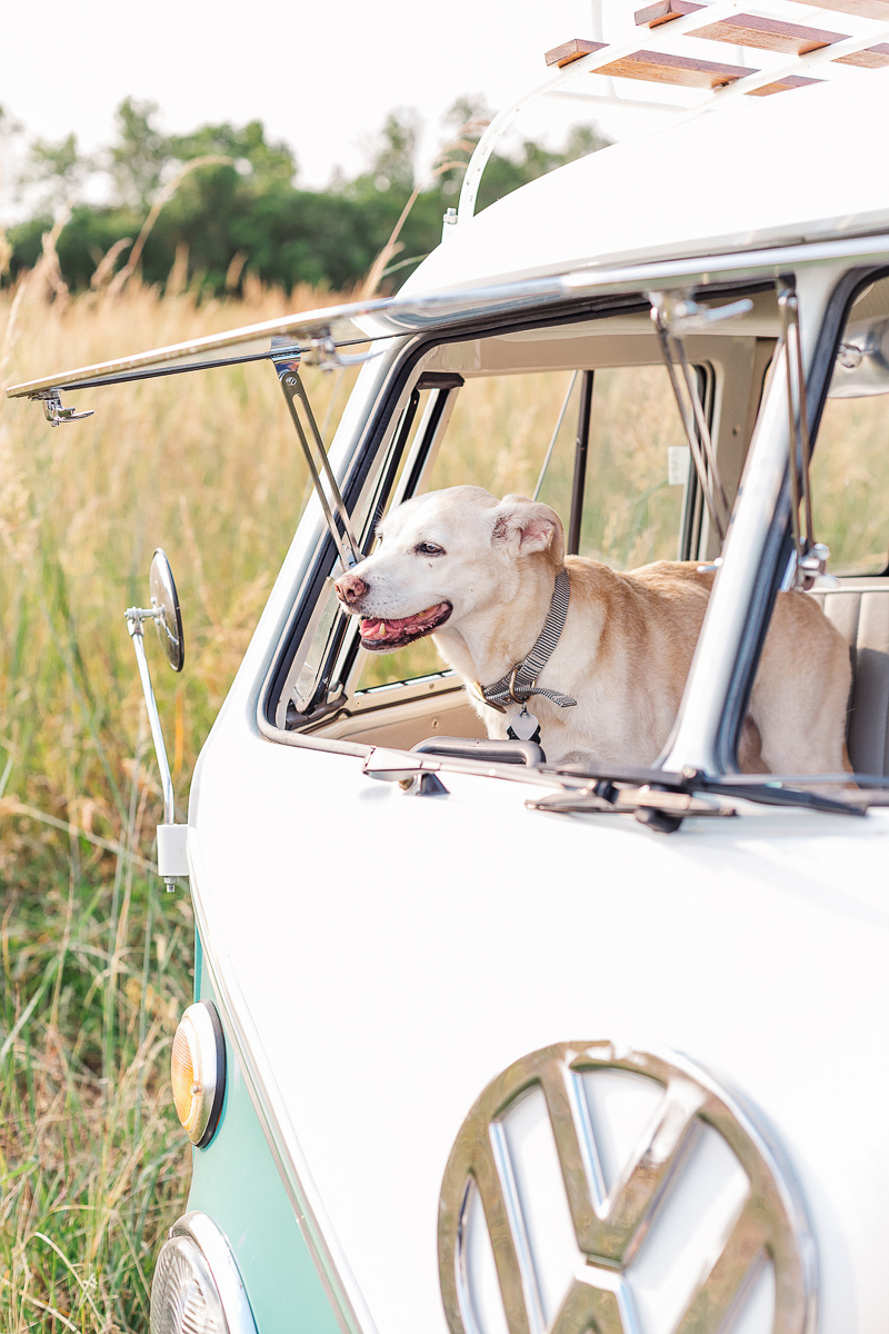 Happy Tails: Gracie In a VW Bus | Murfreesboro, TN - Daily Dog Tag