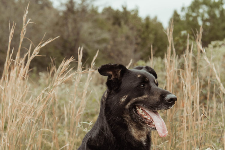 handsome black German Shepherd in field, Memphis, TN