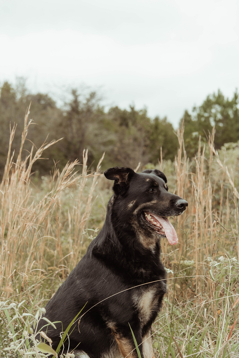 handsome black German Shepherd in field, Memphis, TN | ©Emily Swan Photography | dog photography, Memphis. TN