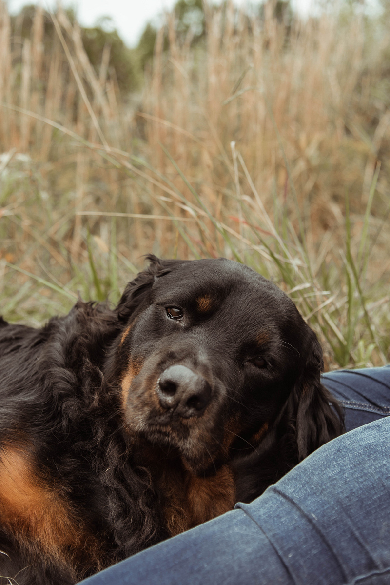 handsome long haired Rottweiler mix in field | ©Emily Swan Photography 