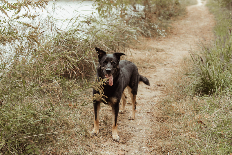 mostly black German Shepherd mix on dirt path next to body of water | ©Emily Swan Photography 