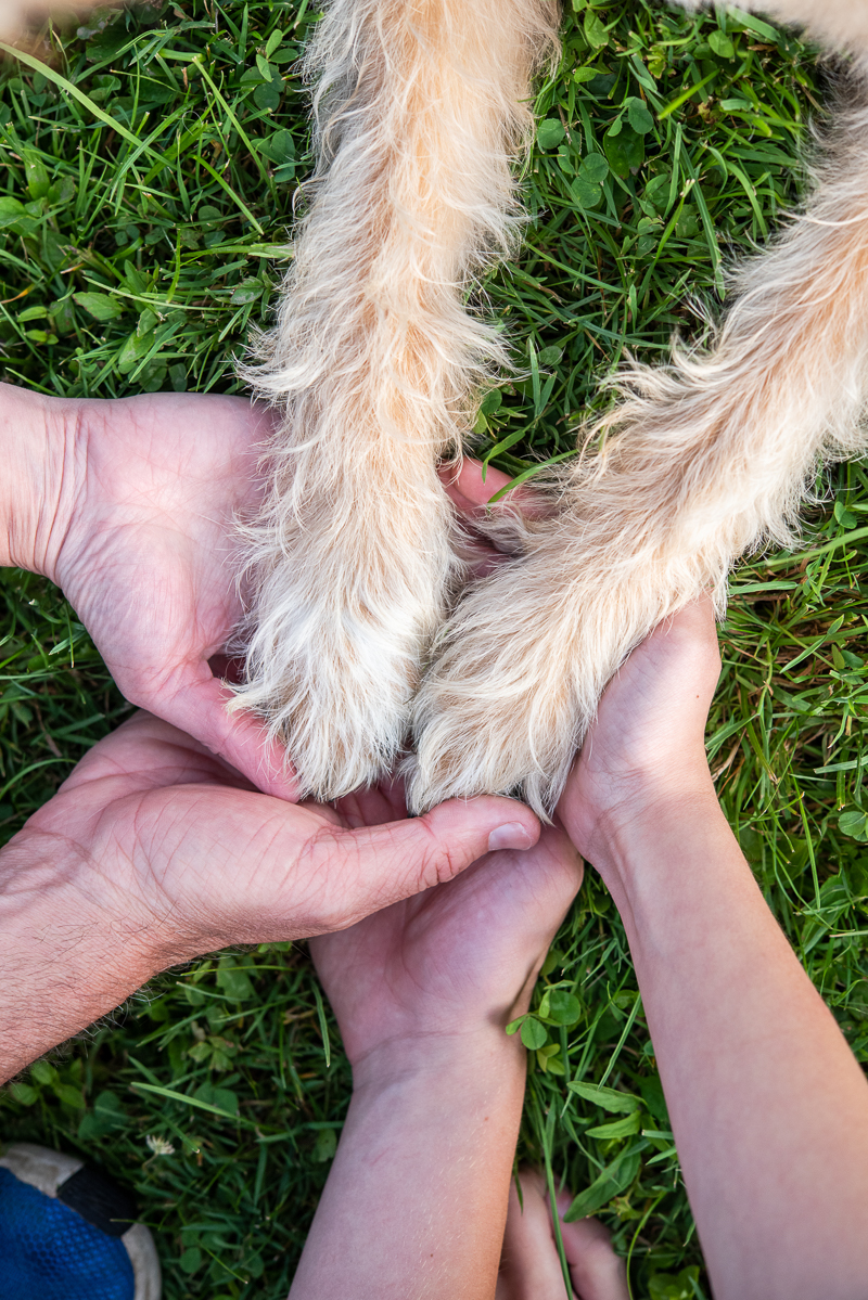 dog-friendly family portraits, family hands and dog paws | ©Loving My Company, Syracuse Brand Photography