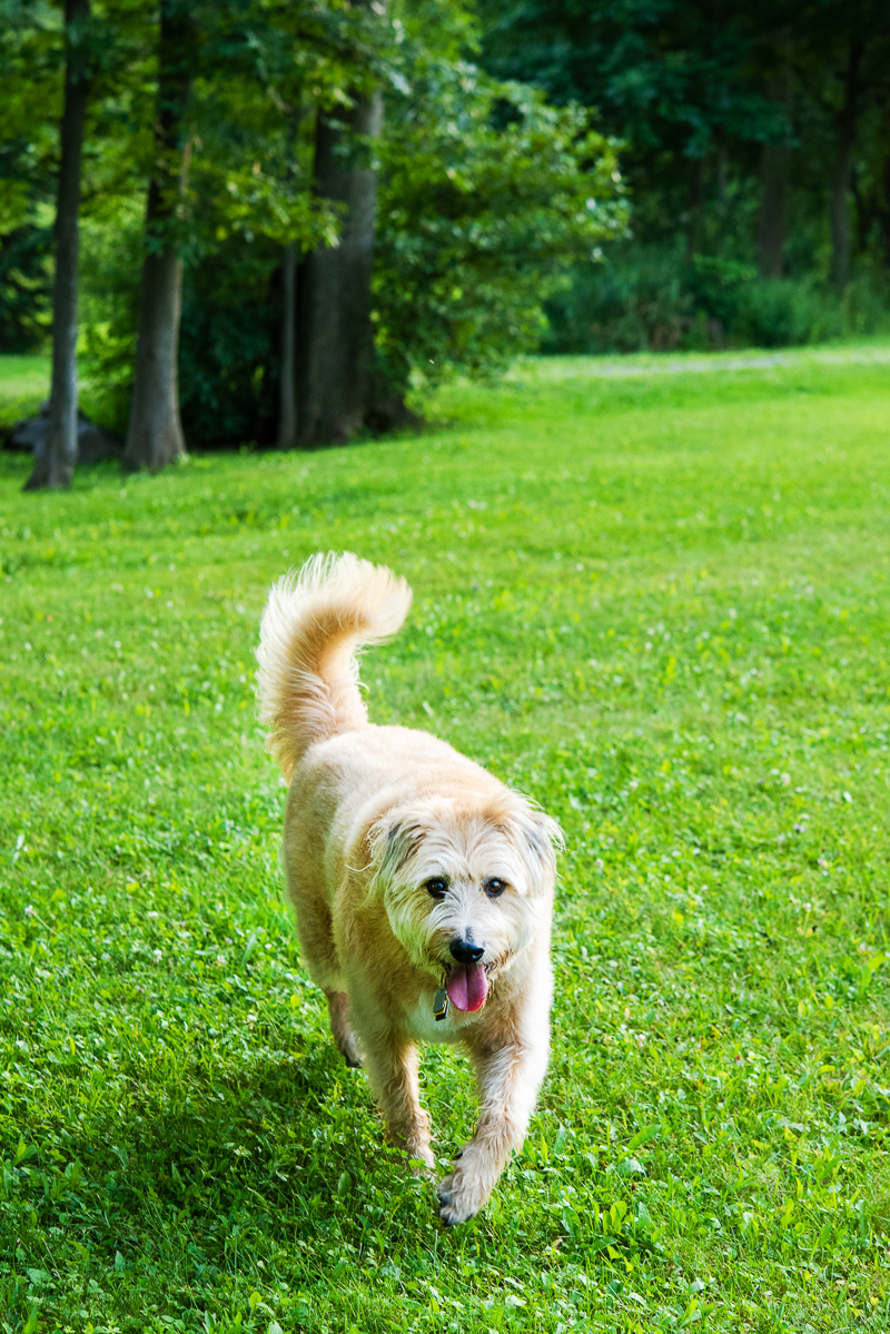 adorable mixed breed, Sandy from Annie look alike dog ©Loving My Company | Jamesville, NY