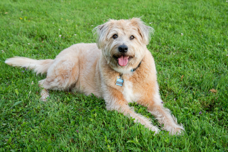adorable mixed breed on the grass ©Alice G Patterson , Photography | Jamesville, NY