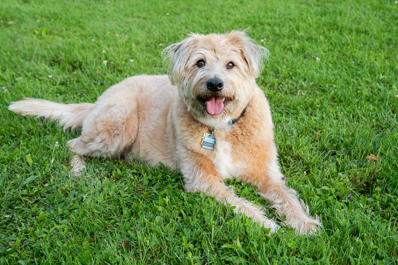 adorable mixed breed on the grass ©Alice G Patterson Photography/©Loving My Company| Jamesville, NY