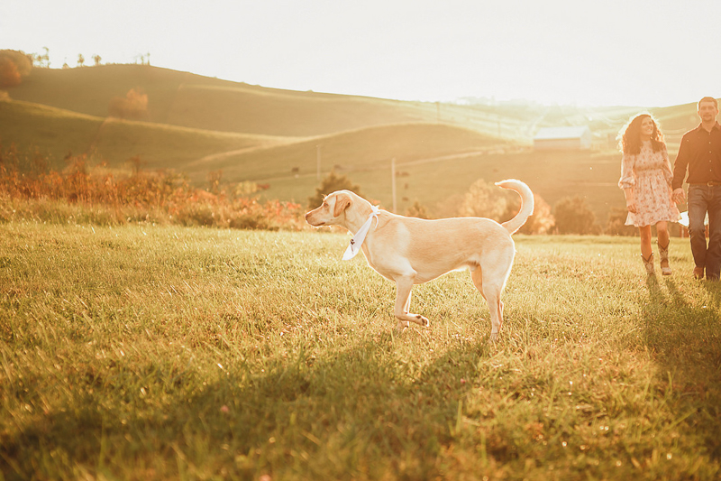 dog-friendly engagement session with Labs, Bland, VA ©Amanda Gibson Photography