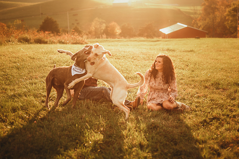 two dogs playing during engagement shoot | ©Amanda Gibson Photography | dog-friendly portraits. Bland, VA