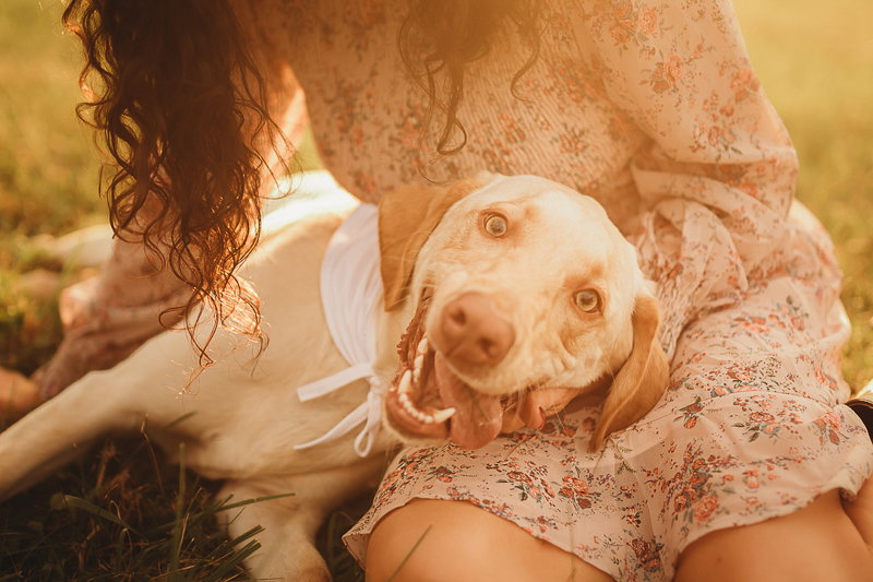Yellow Lab resting head in woman's lap, dog-friendly engagement session