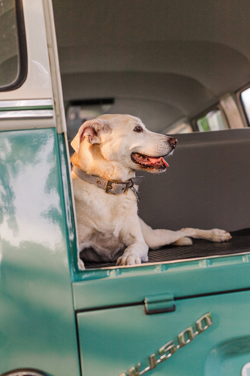 happy dog in the back of Joy on Wheels, ©Leah Hargrove Photography, Murfreesboro, TN