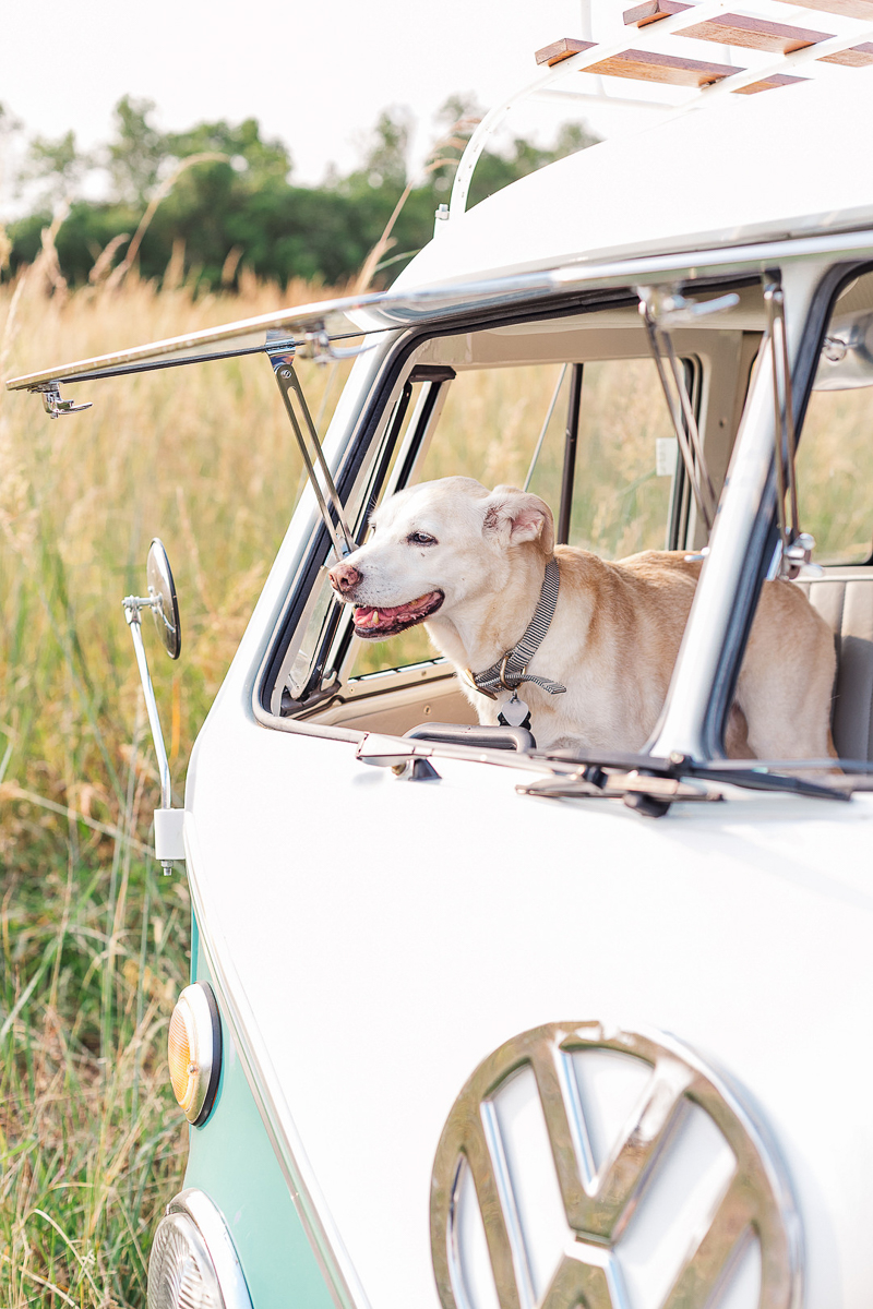 senior dog looking out open front windshield of VW bus | ©Leah Hargrove Photography