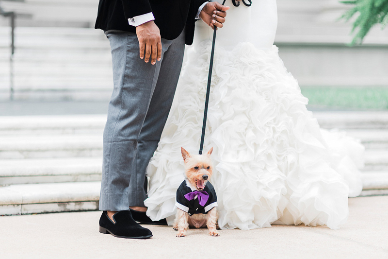 Yorkie in tux and purple bow tie, dog-friendly wedding, Houston, Texas | ©Pharris Photos