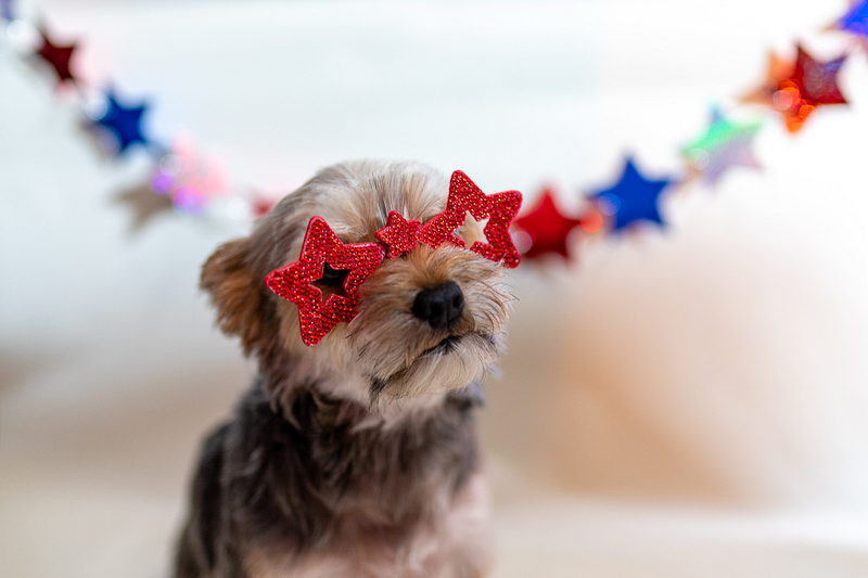 Yorkie mix wearing star glasses |©With Photography |Studio Pet Photography, NW Ohio
