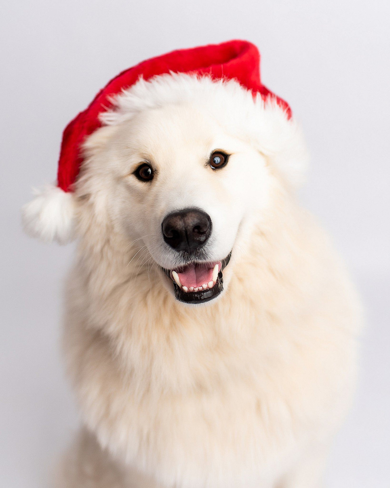 White fluffy dog wearing Santa hat, dog photography ideas | ©Kyla Jo Photography | studio dog photography, Muncie, Indiana 