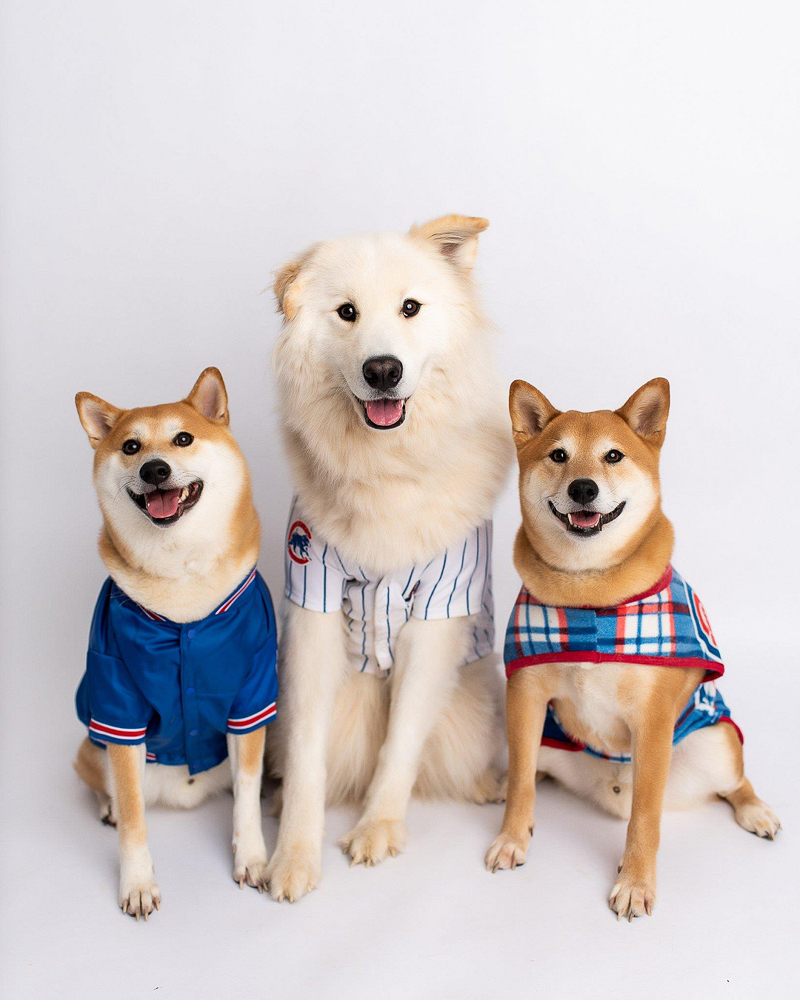 3 dogs wearing Chicago Cubs attire, ©Kyla Jo Photography | studio pet portraits Muncie, Indiana
