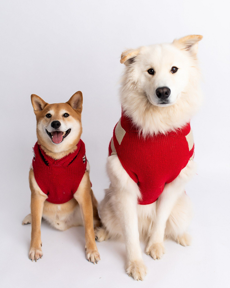 dogs wearing red sweaters, Shiba Inu, Samoyed, ©Kyla Jo Photography | studio dog photograph
