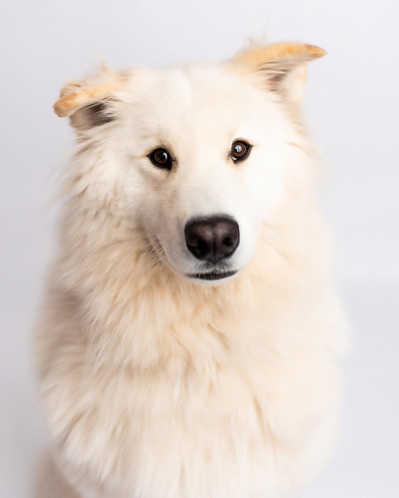 Handsome big fluffy white dog ©Kyla Jo Photography | studio dog photography, Muncie, Indiana 
