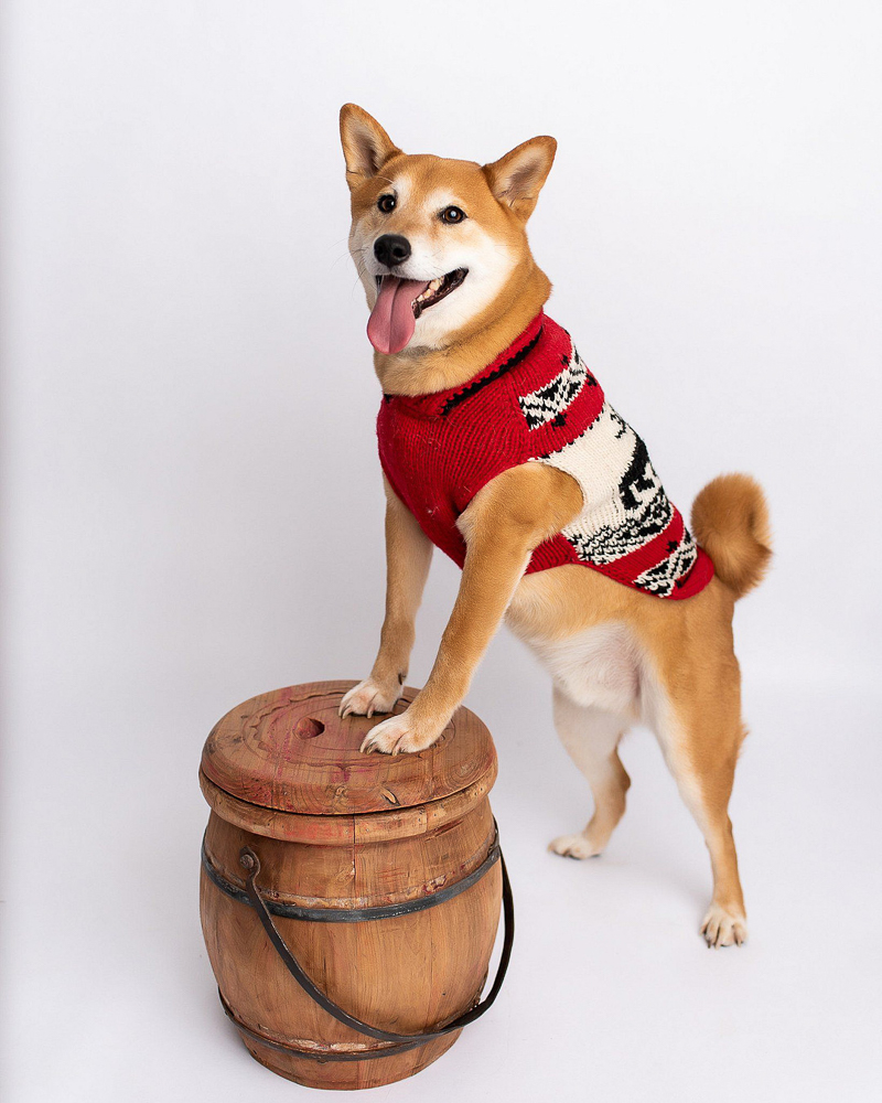 Shiba Inu balancing on barrel, ©Kyla Jo Photography | studio dog photography, Muncie, Indiana 