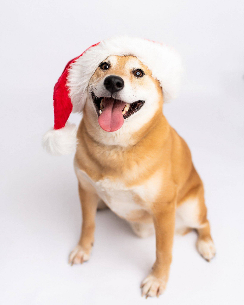 happy dog wearing Santa hat, Shiba Inu | ©Kyla Jo Photography 