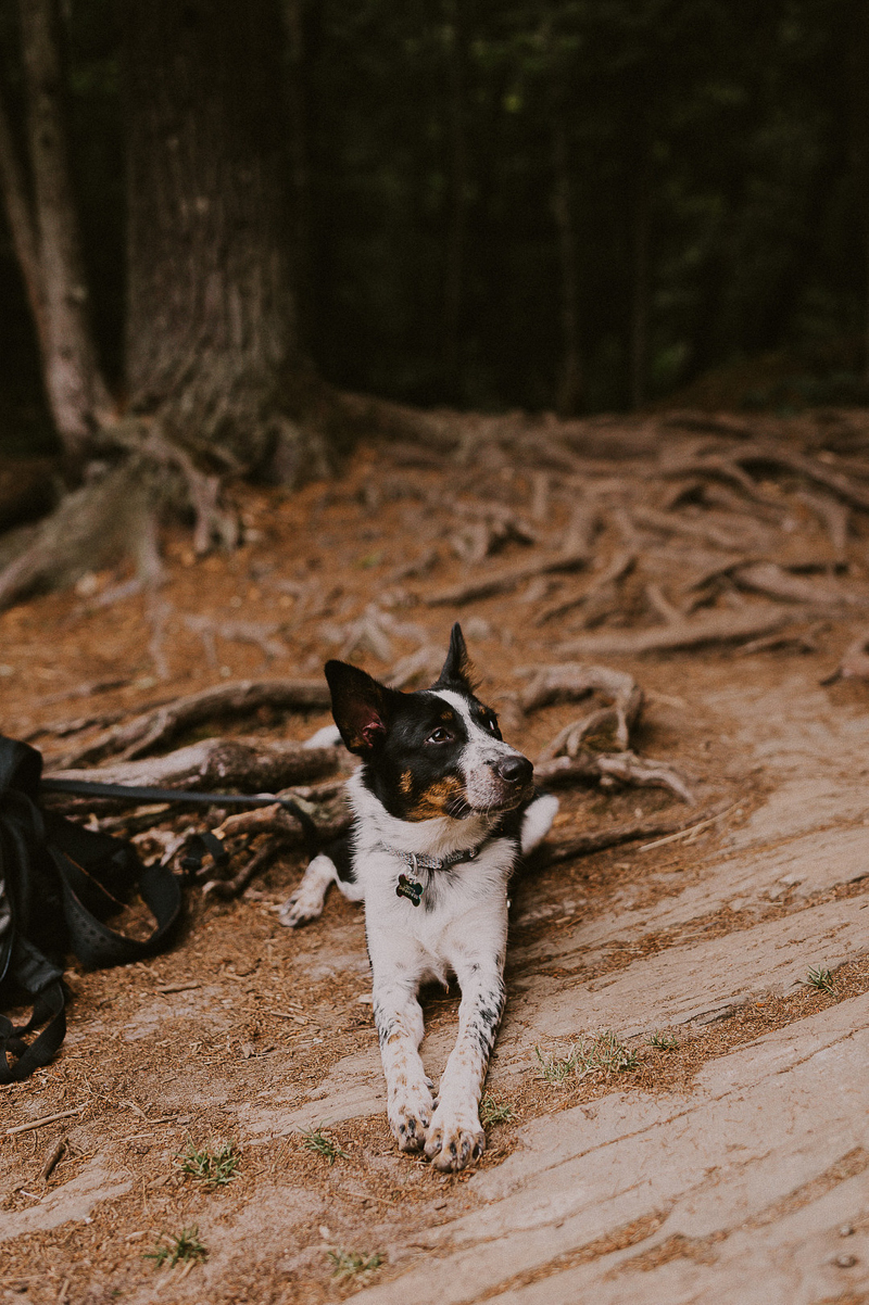 cute dog in the woods, wedding dog | ©Brittany Hamann Photography