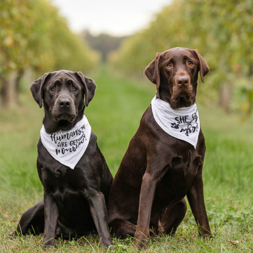 Dog-friendly Engagement Session In A Vineyard