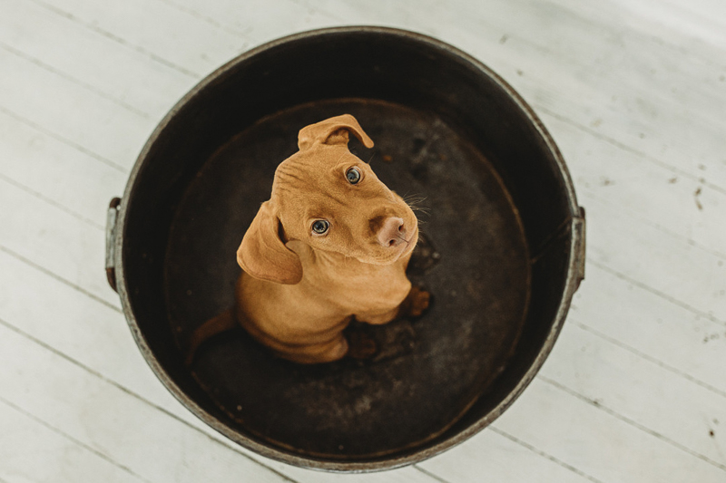 Vizsla puppy in big bucket, puppy shoot similar to newborn session | studio pet photography | © Diane Nicole Photography