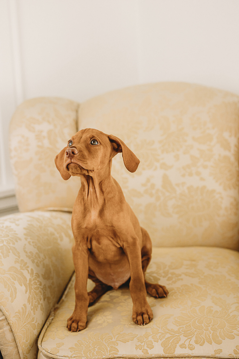 cute puppy on comfy chair | © Diane Nicole Photography