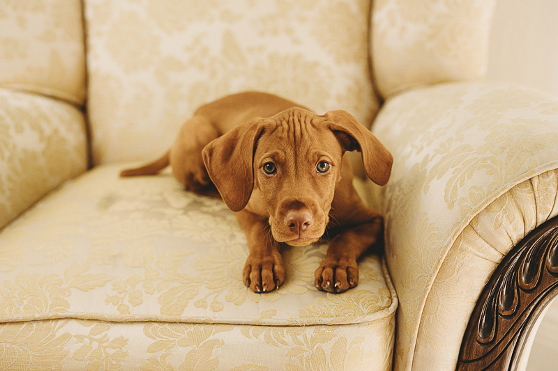 cute puppy on comfy chair | © Diane Nicole Photography | Chico, CA