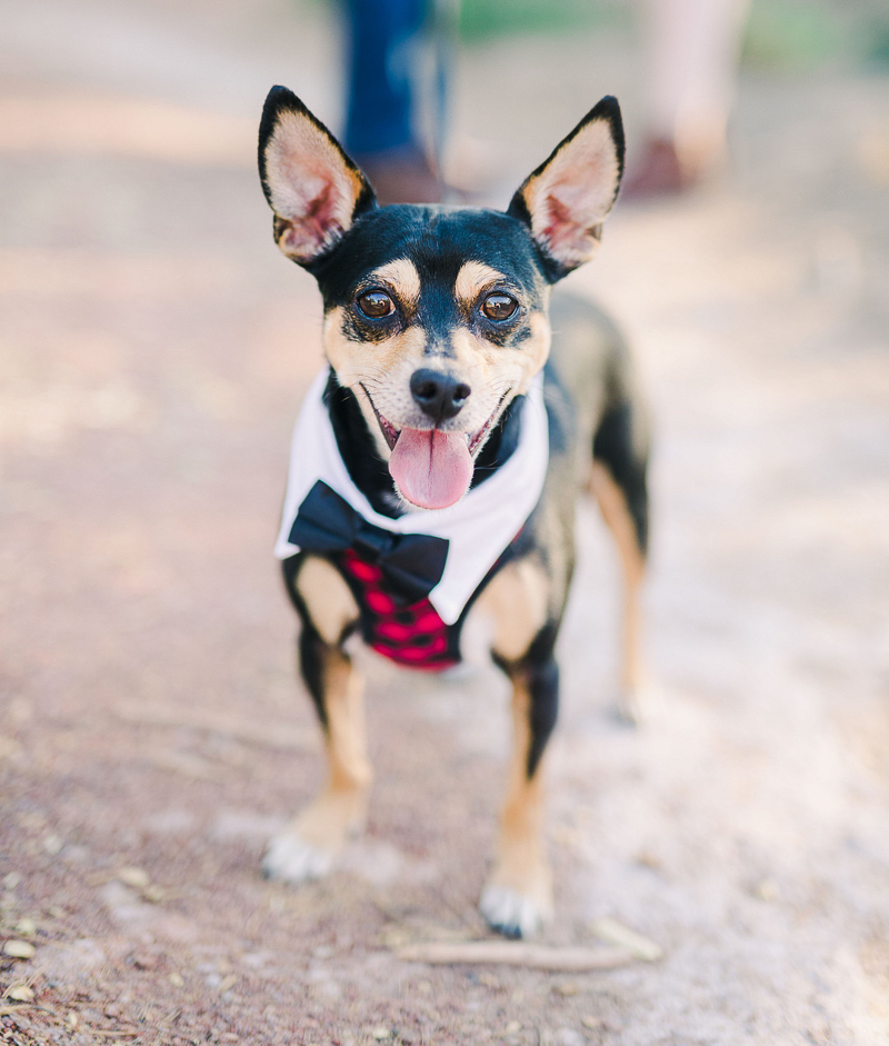 Min Pin/Chihuahua mix wearing buffalo plaid harness, white collar and black bow tie, dog-friendly engagement session | Las Vegas Wetlands | © Fig + Willow Studios