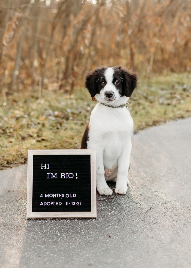 adorable Border Collie puppy/mixed breed puppy sitting next to adoption sign, black and white puppy, | ©Samantha Mitchell Photography