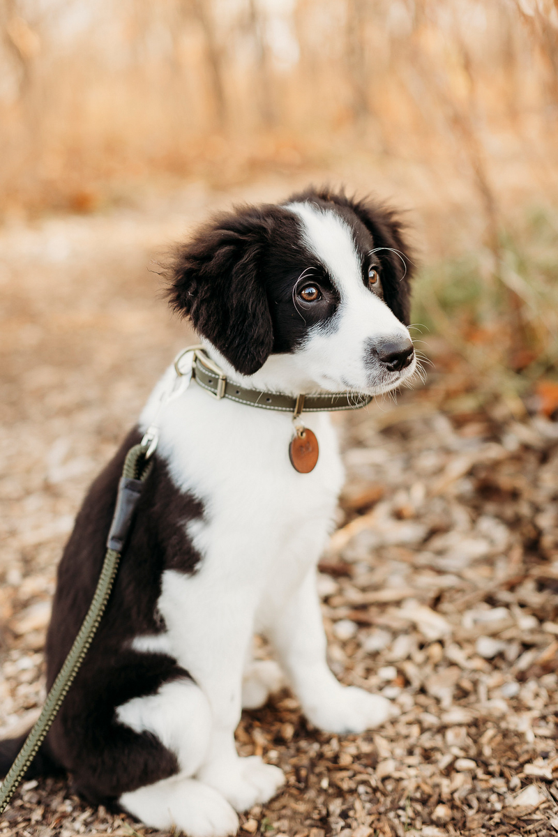 black and white puppy sitting in leaves | ©Samantha Mitchell Photography, West Fayette, IN