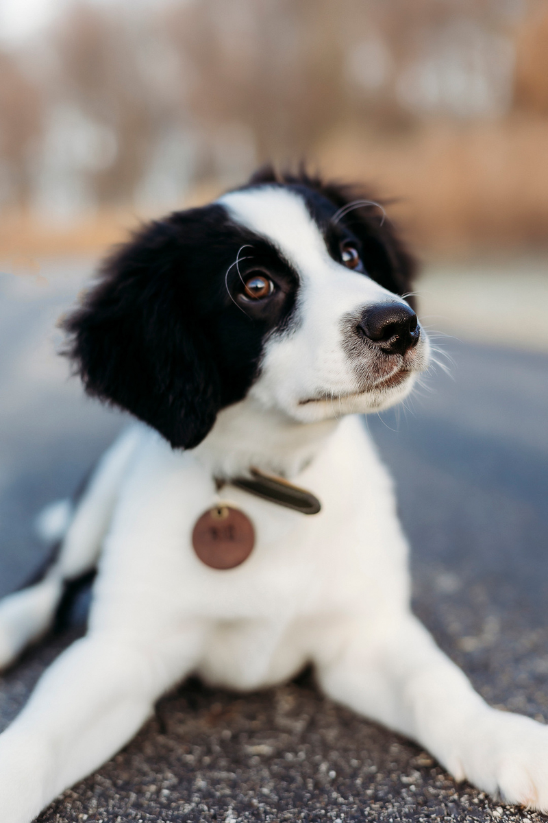 cute Border Collie puppy, lifestyle pet photography |©Samantha Mitchell Photography
