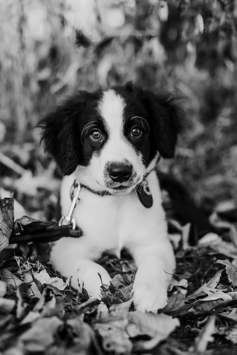 black and white photo of Border Collie Mixed Breed puppy, dog photography ideas | ©Samantha Mitchell Photography