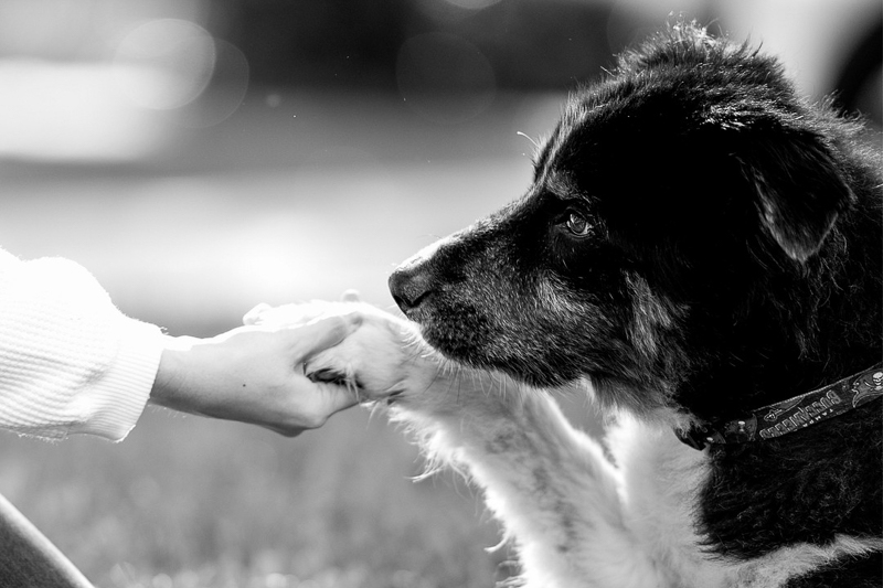 paw and hand, end of life photos celebrating bond between dog and woman | ©Bri Burkhart Photography