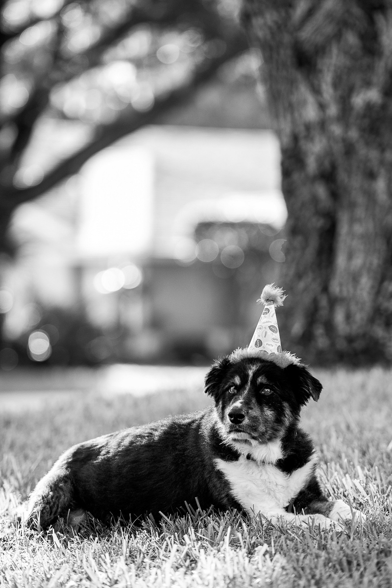 senior dog wearing birthday hat | ©Bri Burkhart Photography, Lakeland, Florida dog-friendly photography