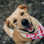 Mixed breed dog wearing bandana with hearts