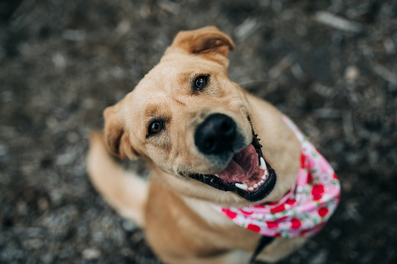 Mixed breed dog wearing bandana with hearts | ©Love and Latitudes | dog-friendly engagement, Half Moon Bay, CA